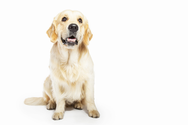 Studiový portrét zlatý retrívr pes sedí, izolovaných na - Fotografie, Obrázek