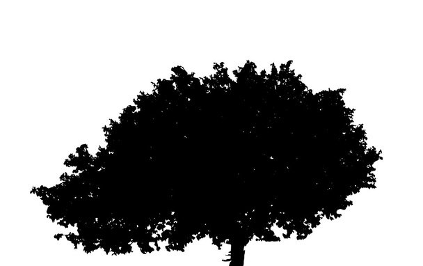 Силуэт дерева изолирован на белом фоне. Вектор развития
 - Вектор,изображение