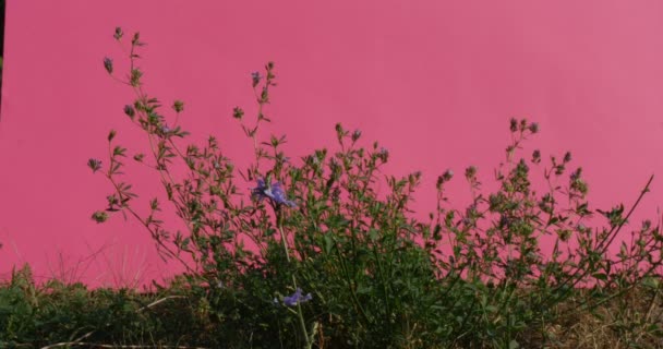 Fleurs isolées bleues de Chromakey de Cichorium parmi les tiges et les feuilles oscillantes vertes d'herbe Canal Alfa Clé Croma écran rose
 - Séquence, vidéo