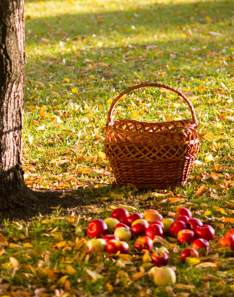 Ripe apples near basket - Foto, Imagen