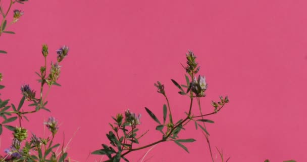 Υποκαταστήματα των φυτών φυτών Χρωματοδικά κλαδιά ταλαντεύεται σκέλη του καναλιού άλφα ροζ οθόνη - Πλάνα, βίντεο