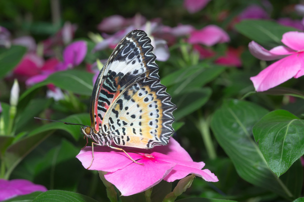 Farfalla - Foto, immagini