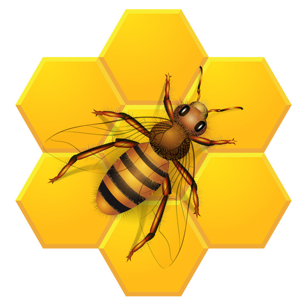 Bee on honeycombs - Vektori, kuva