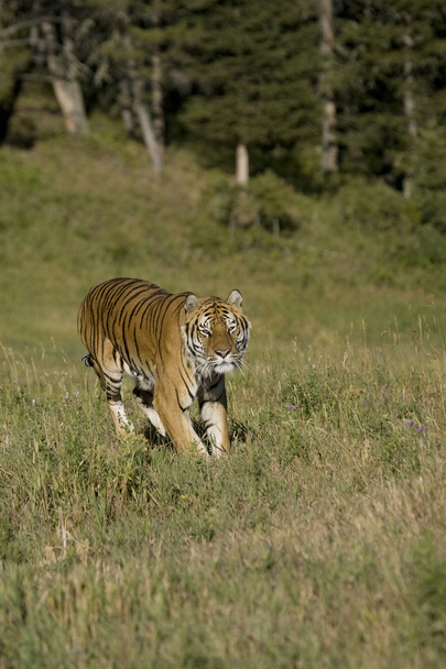 Sibiřský tygr v pronásledování - Fotografie, Obrázek