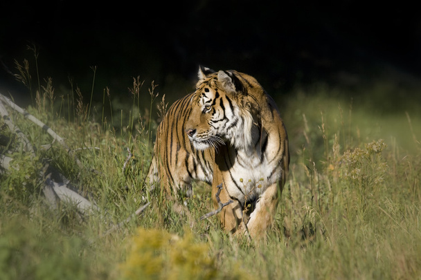 Tigre siberiana emerge dai boschi
 - Foto, immagini