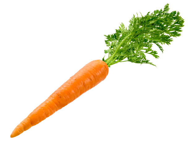 carotte isolée sur blanc - Photo, image