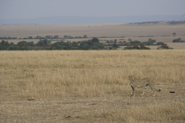 gepard kobieta spacerując po masai mara - Zdjęcie, obraz