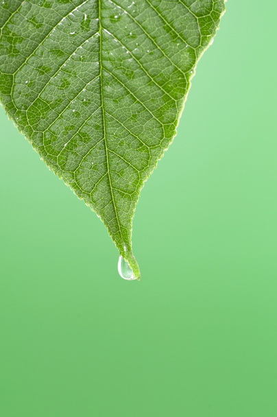 Green leaf with water droplet at the tip - Фото, зображення