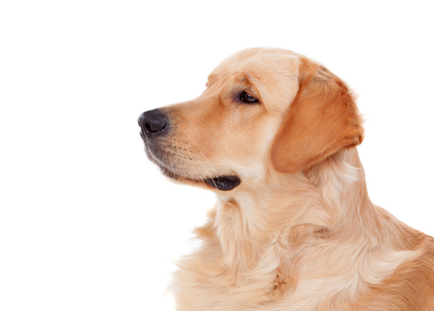 Beautiful Golden Retriever dog breed - Photo, Image