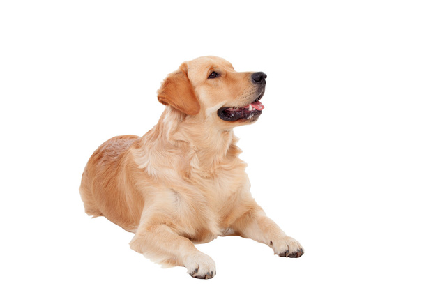 Piękny pies rasy Golden Retriever - Zdjęcie, obraz