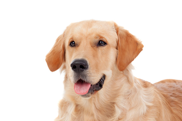 Bela raça cão Golden Retriever
 - Foto, Imagem
