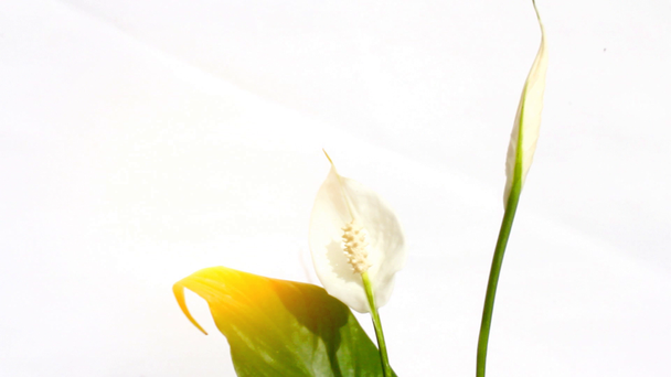biały kwiat izolowany na białym tle - Materiał filmowy, wideo