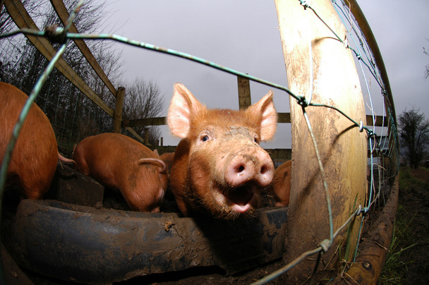 Happy piglet - Photo, Image