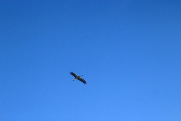 Bocian w błękitne niebo - Zdjęcie, obraz