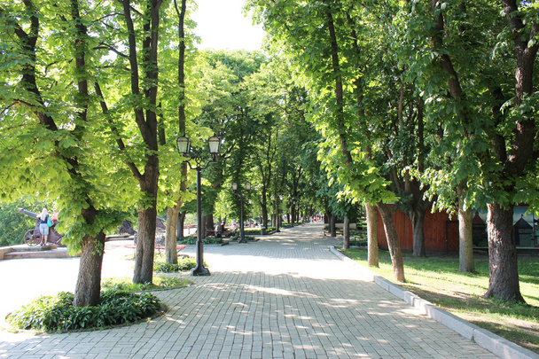city park with path and green trees - Foto, Bild