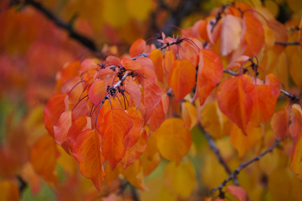 Apricot leaves in autumn,Hunza valley,Pakistan - Photo, image