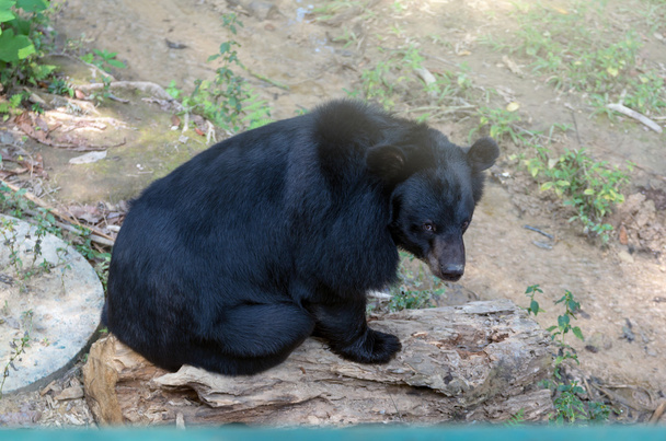 Siyah ahşap üzerinde oturan ayı - Fotoğraf, Görsel
