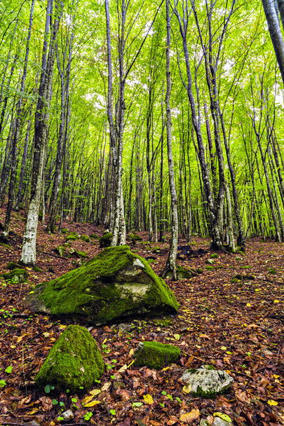 a beautiful hornbeam forest in the mountains of Romania - Φωτογραφία, εικόνα