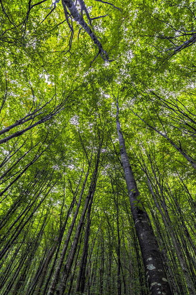 un hermoso bosque de carpe en las montañas de Rumania
 - Foto, imagen