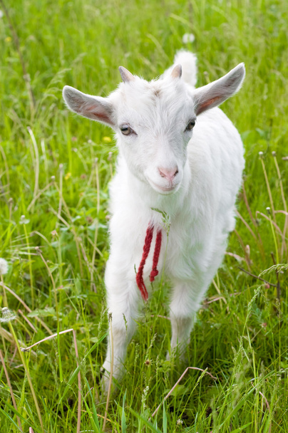 Cute goatling - Photo, Image