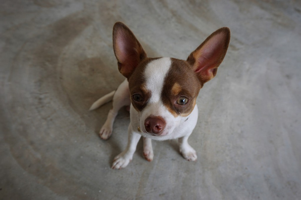 Chihuahua-Hund - Foto, Bild