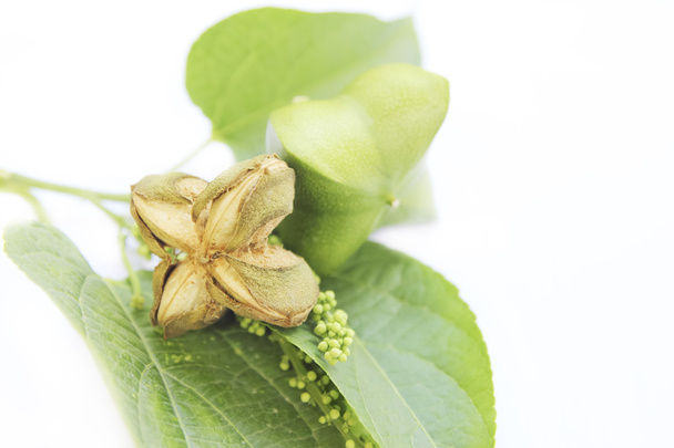 Sacha-Inchi cacahuete, semillas de la cápsula fruto de sacha-Inchi cacahuete
 - Foto, imagen