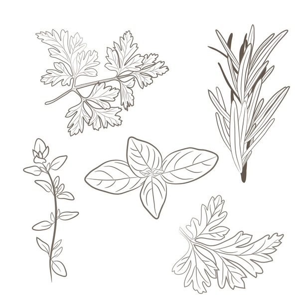 Φρέσκα βότανα μαϊντανό, θυμάρι, δεντρολίβανο και Βασιλικός διάνυσμα. Αρωματικά - Διάνυσμα, εικόνα