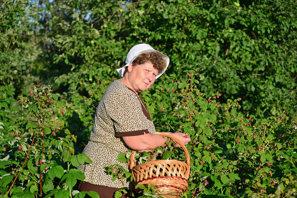  elderly woman gathering raspberries in the garden - 写真・画像
