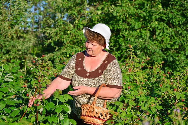  elderly woman gathering raspberries in the garden - Foto, imagen