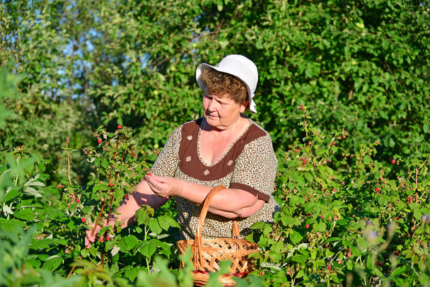  elderly woman gathering raspberries in the garden - Fotoğraf, Görsel