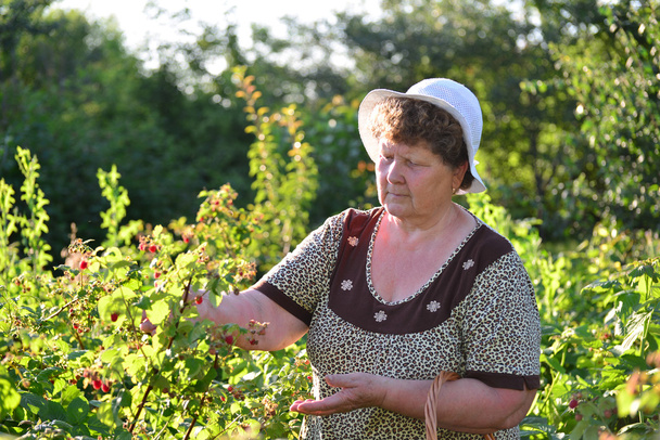  elderly woman gathering raspberries in the garden - Photo, image