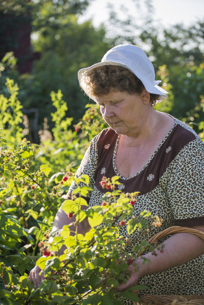  elderly woman gathering raspberries in the garden - Фото, изображение
