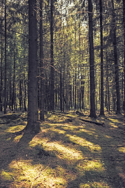 Плотный сосновый лес
 - Фото, изображение