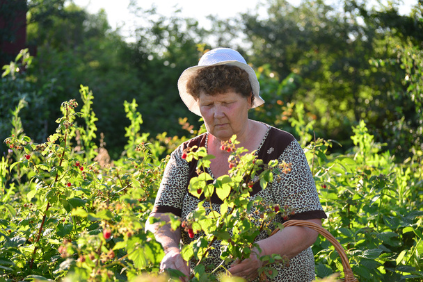  elderly woman gathering raspberries in the garden - Φωτογραφία, εικόνα