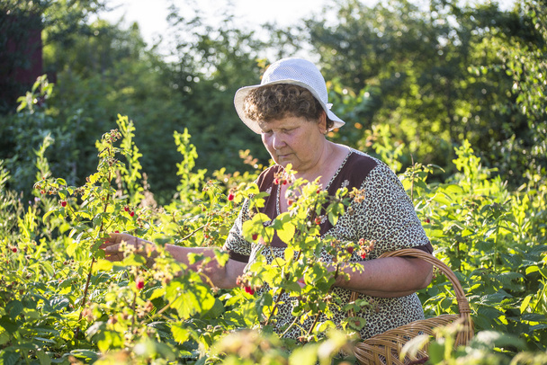  elderly woman gathering raspberries in the garden - Foto, Bild