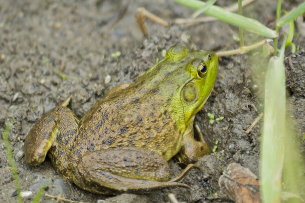 Bull Frog Mud - Photo, Image