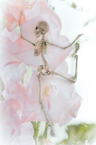 スケルトン ダンスの花 - 写真・画像