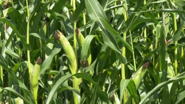 kukorica a területen - Felvétel, videó