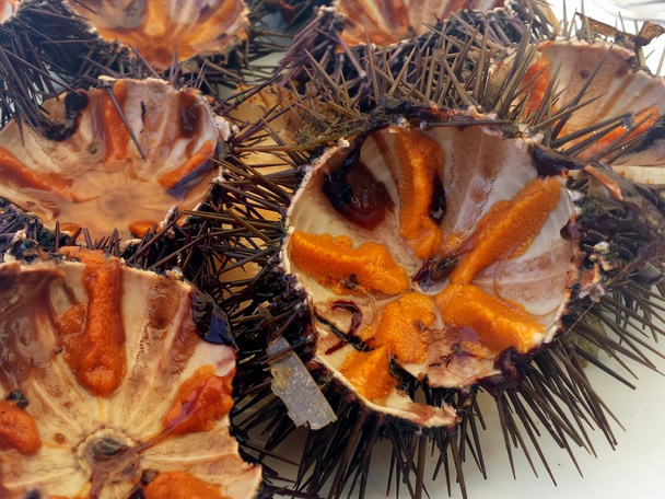 Sea urchin - Foto, afbeelding