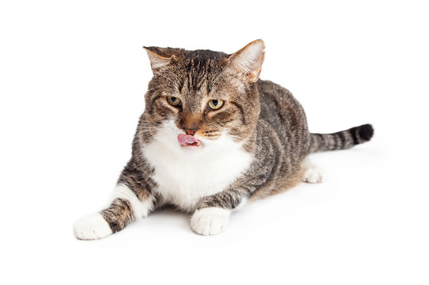 tabby cat  licking lips - Fotó, kép