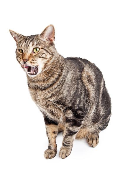 tabby cat with mouth wide open - 写真・画像