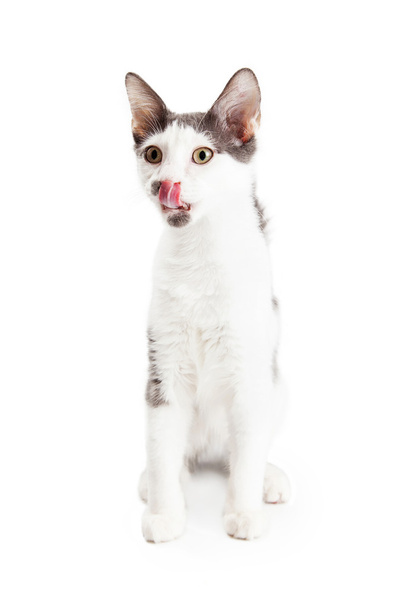 Kissanuoleminen huulet
 - Valokuva, kuva