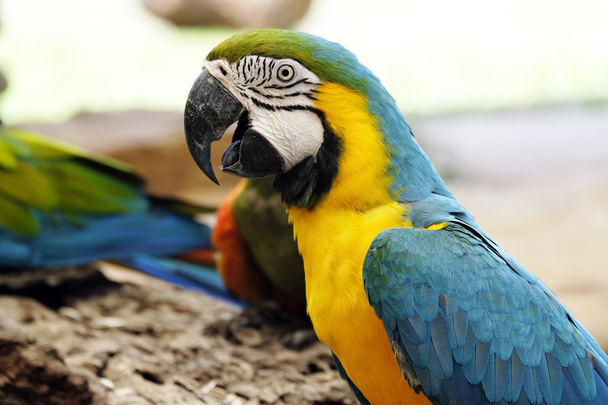 Portrait de perroquet aras bleu et or
 - Photo, image