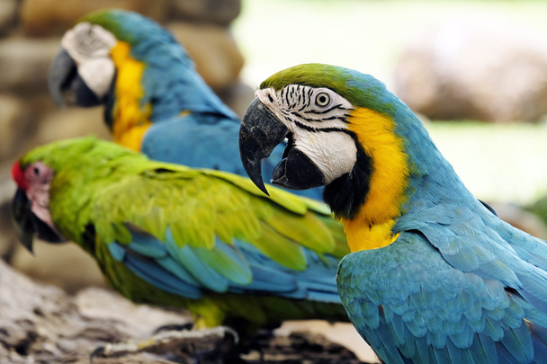 Porträt des blauen und goldenen Ara-Papageien - Foto, Bild