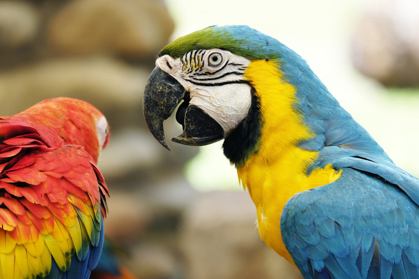Retrato de papagaio-arara azul e dourado
 - Foto, Imagem