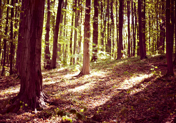 Forêt ensoleillée
 - Photo, image