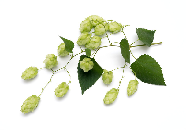 hop cones on a white background - Photo, Image
