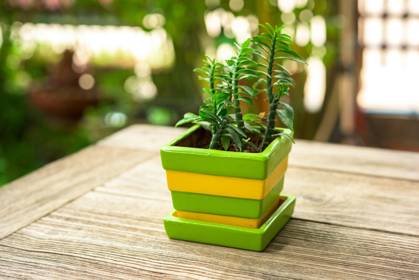 groene plant potten decoratie op houten tafel - Foto, afbeelding