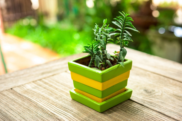 grüne Pflanzenkübel Dekoration auf Holztisch - Foto, Bild