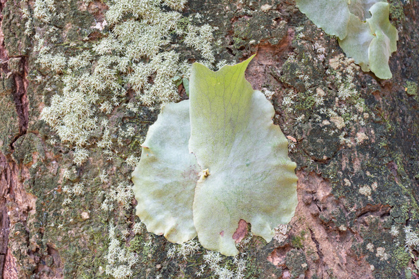 Il lichene Hypogymnia physodes su albero
 - Foto, immagini